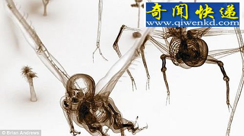 붯ӽ