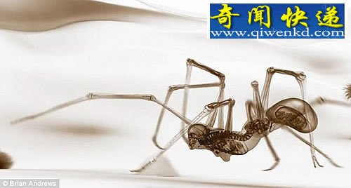 붯ӽ