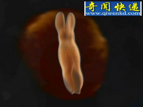 ؾӽŮ̥γȫ