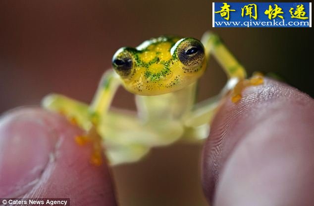 溱͸