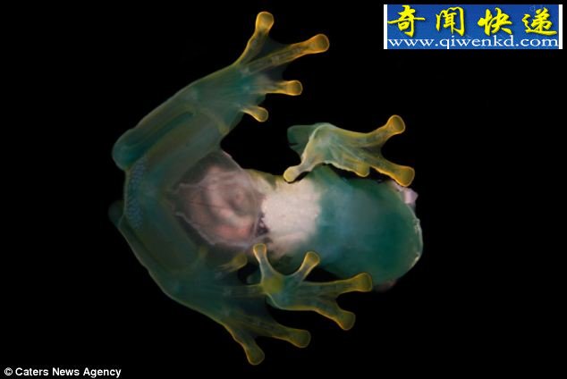 溱͸