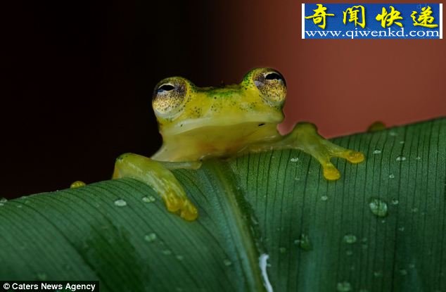 溱͸