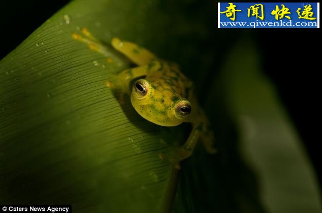 溱͸