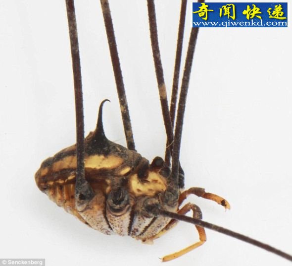 奇异的穴居盲蛛腿长达33厘米