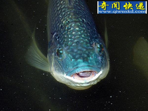 ϾԵ12