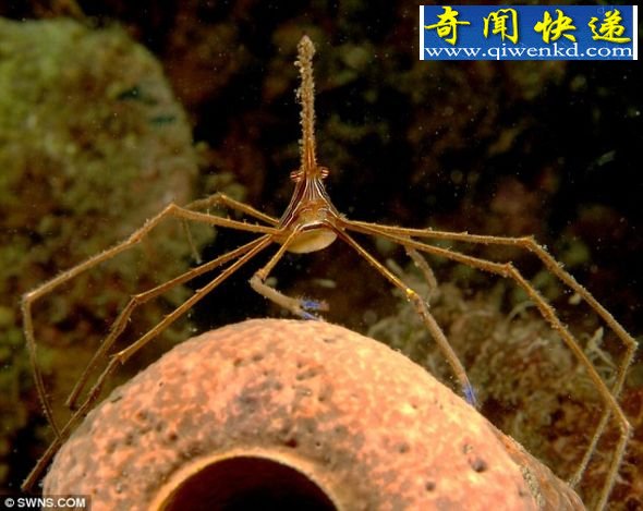 奇特热带箭蟹腿长度是身长的5倍(图)