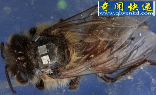 美科学家研究僵尸蜜蜂死亡之谜 
