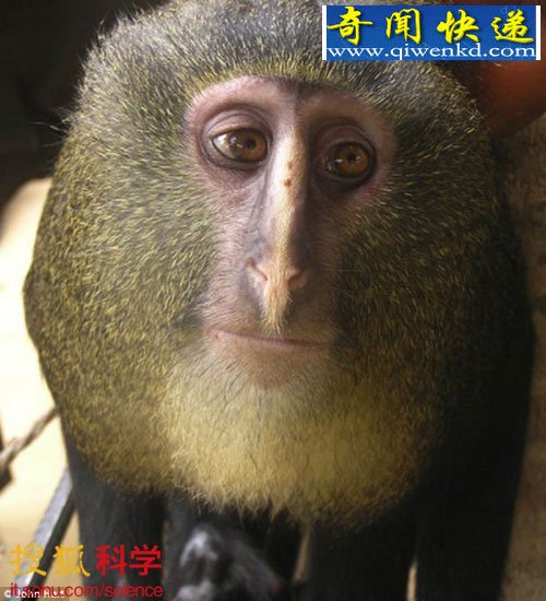 ޷ֺ Сèͷӥβ(ͼ) 