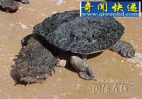 ʮ òɱ