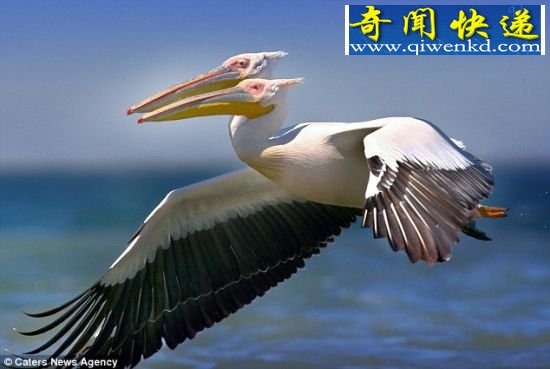 多瑙河三角洲罕见双头塘鹅(图)