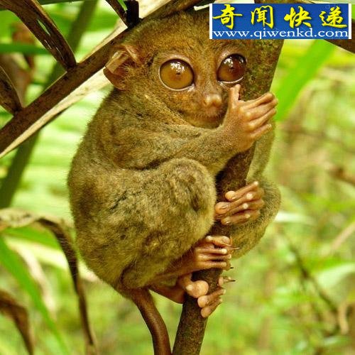 ͼɷĵĶϵġ٪֡