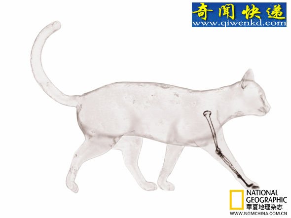 解密构造精密的手:进化源自共有祖先(图)