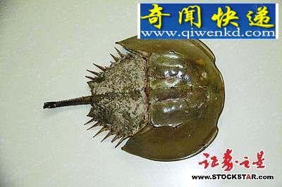 5大动物活化石盘点