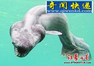 5大动物活化石盘点