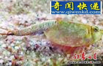 5大动物活化石盘点