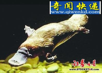 5大动物活化石盘点