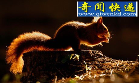 Ӣ20ڿΪ鶯쾯