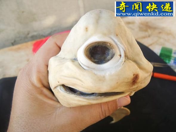 ͼī緢ֺۻ̥