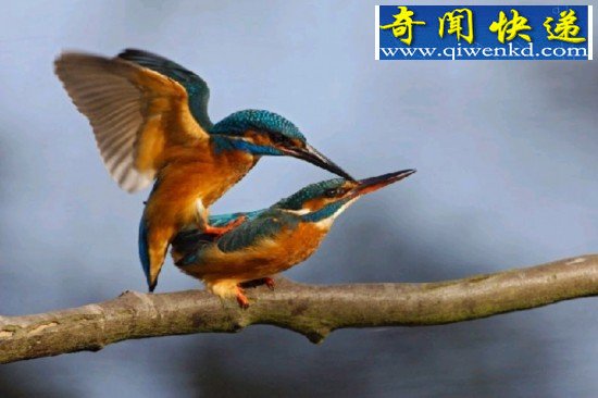 ͼԹŵĶɸ߶Ȼ콻