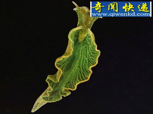 绿叶海蜗牛 (图)十大进行光合作用生物