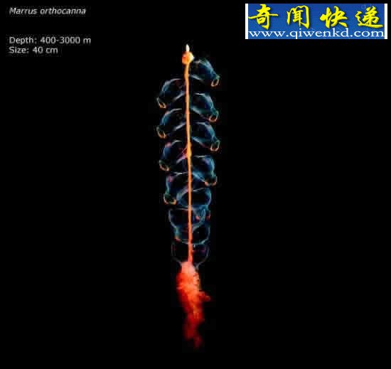 看不见的海底“杀人”生物!