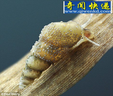 英国发现罕见蜗牛 罗马时代就曾被认为已灭绝
