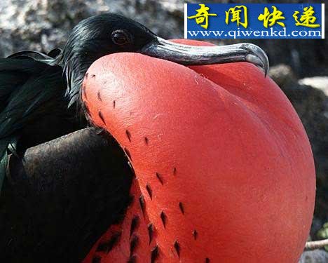 Ȼ硰󡱶