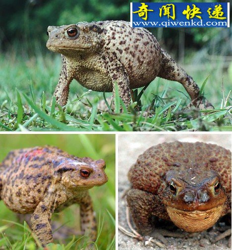 Ȼ硰󡱶