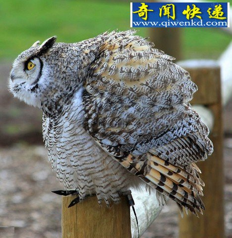 Ȼ硰󡱶