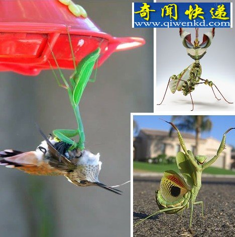 Ȼ硰󡱶