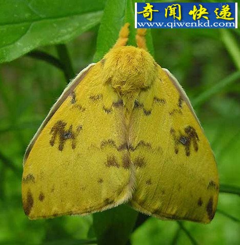 Ȼ硰󡱶