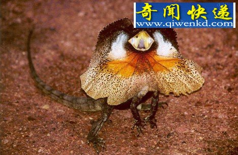 Ȼ硰󡱶