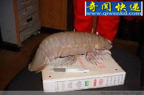 Щﶼǧɾ