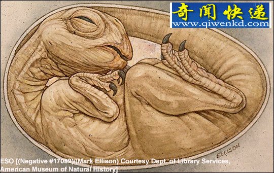 你没见过的恐龙化石:恐龙“婴儿”熟睡亿年