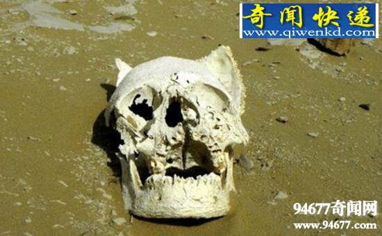 鬼吹灯鬼洞族,揭秘毁灭之谜与女王眼睛的秘密