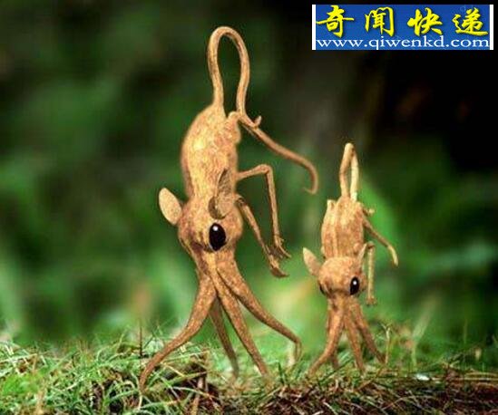 鼻行动物竟真实存在,四肢退化用鼻子行走