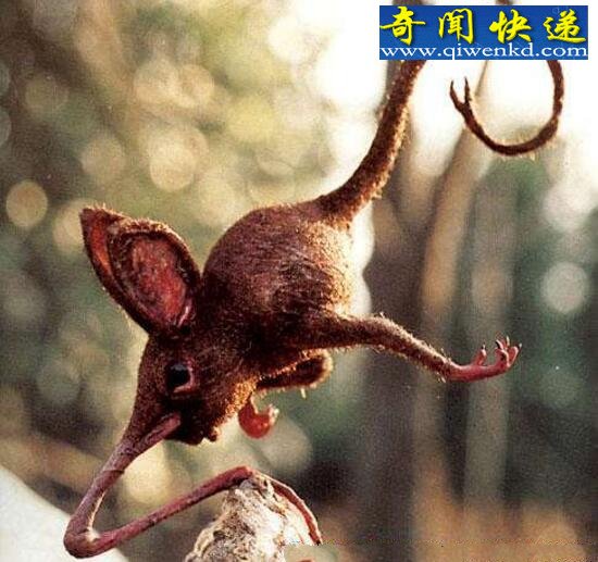鼻行动物竟真实存在,四肢退化用鼻子行走