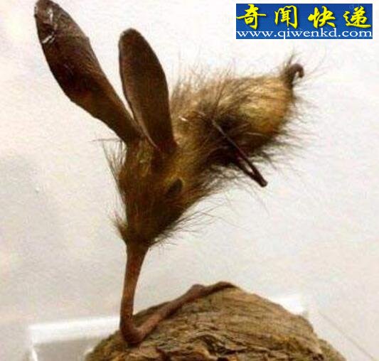 鼻行动物竟真实存在,四肢退化用鼻子行走