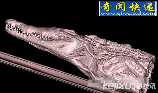 古埃及鳄鱼木乃伊 3D技术分析木乃伊