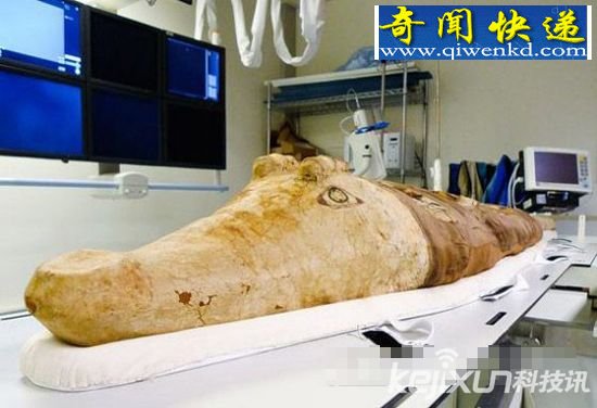 现代科技 探索两千年前埃及鳄鱼木乃伊