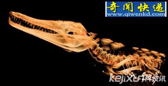 现代科技 探索两千年前埃及鳄鱼木乃伊