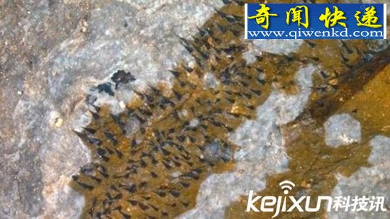如人大小的史前巨蝎 揭示史前谜题