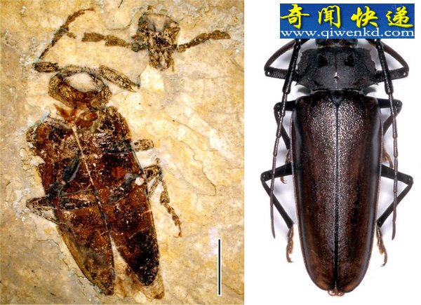 化石和分子证据演示天牛的进化史