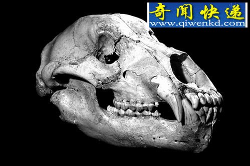 粻DNAƼ¼