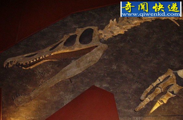 远古恐龙大战鲨鱼:角鳞鲨或捕食鸭嘴龙