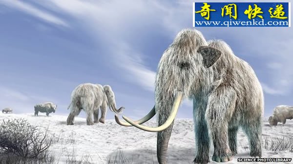 猛犸象灭绝的主要因素是气候而不是人类