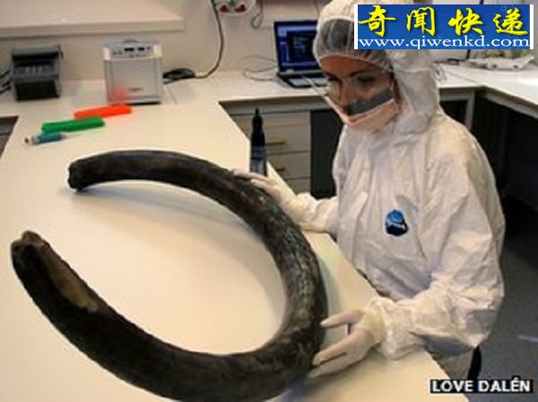 猛犸象灭绝的主要因素是气候而不是人类