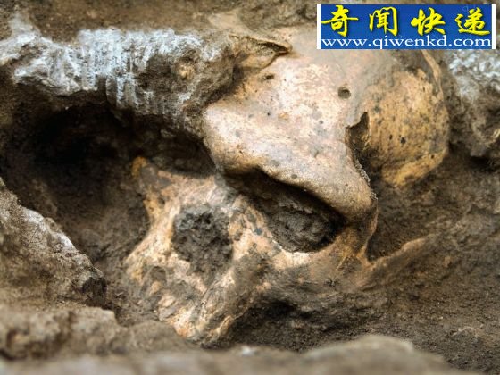 180万年前头骨化石引发人类古老祖先的争论