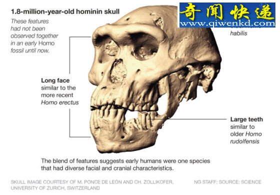 180万年前头骨化石引发人类古老祖先的争论