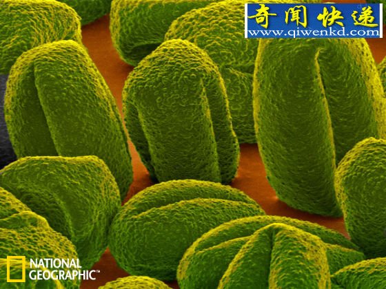 近日一项对花粉颗粒化石的分析显示,在一段超过150年的时期内,曾出现了一连串严重的旱灾 干旱导致了铜器时代文明的崩溃